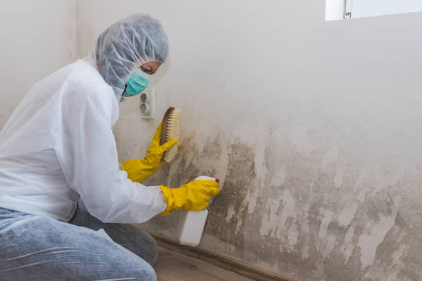 Best Attic Mold Removal  in Davenport, WA